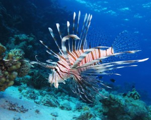 Blog Lion Fish