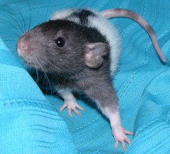 FemaleBlackHoodedDumbo